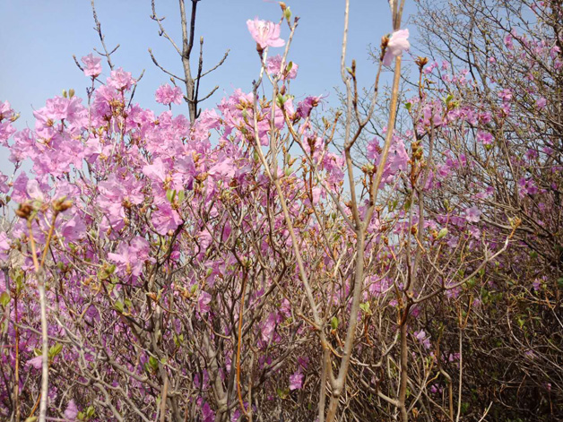 冰球突破-冰球电游豪华版_MG冰球游戏